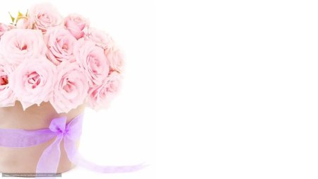 Цветы на белом фоне