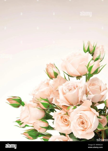 Розы фон для открытки