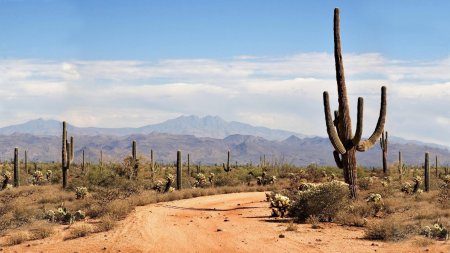 Мексика пустыня Сонора