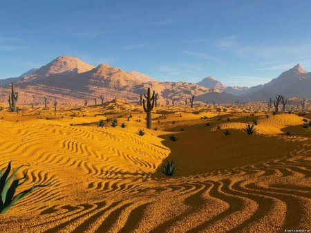 Кактусы в пустыне Египта