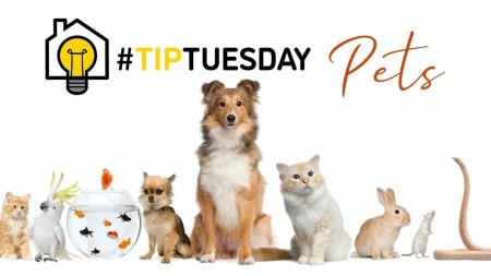 Домашние животные