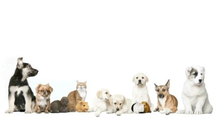 Домашние животные фон