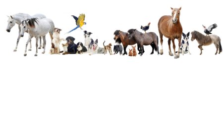 Домашние животные на белом фоне