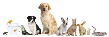 Фон для зоомагазина