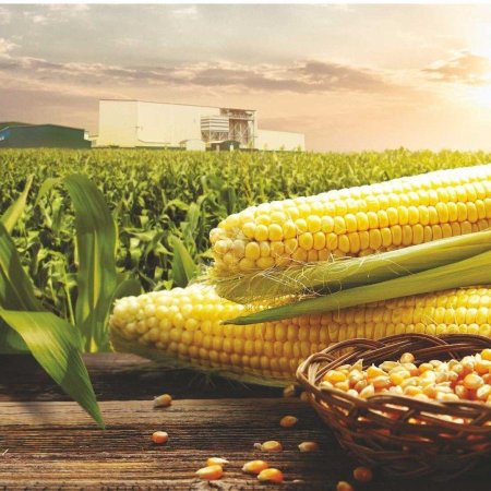 Маисовая кукуруза