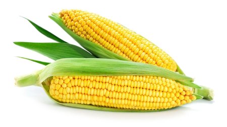 Кукуруза сахарный початок