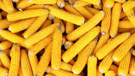 Кукурузный початок