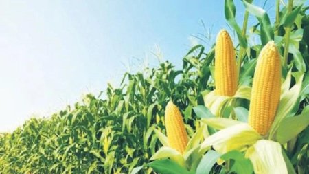 Поле кукурузы