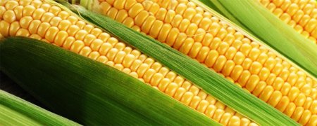 Сорта кукурузы