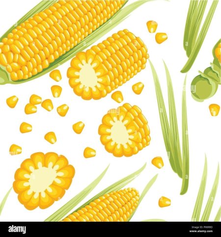 Початок кукурузы на белом фоне
