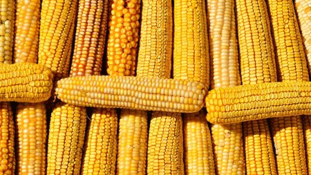 Кукуруза початки
