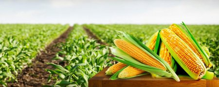 Поле кукурузы