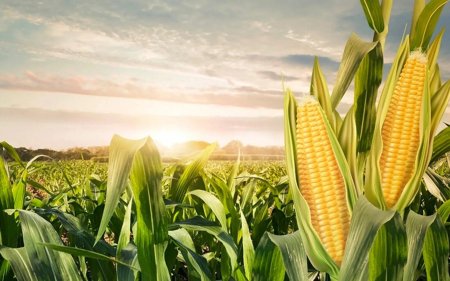 Урожай кукурузы