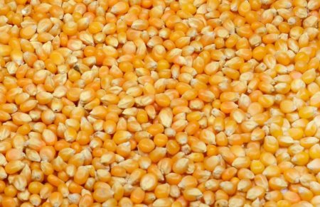 Кукуруза (зерно)
