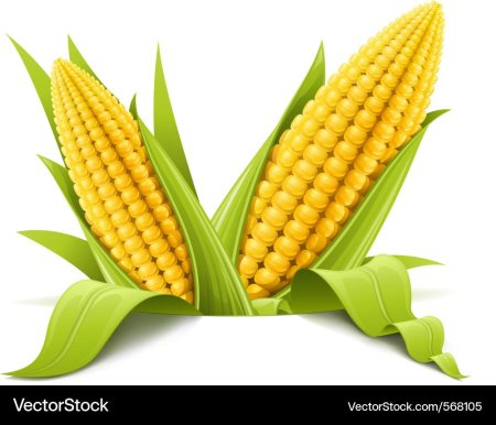 Кукуруза початок