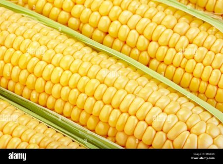 Кукуруза початки