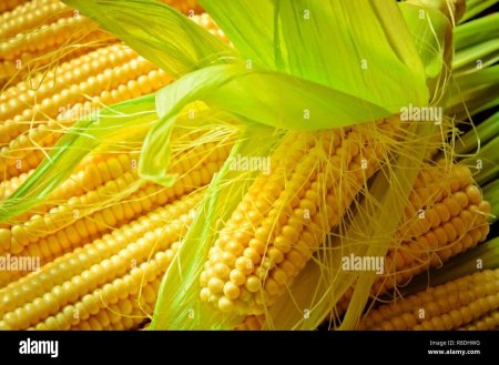 Maize corn