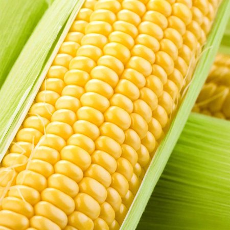 Початки кукурузы
