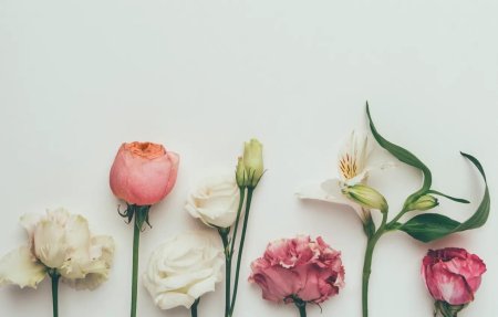 Цветы Минимализм