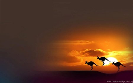 Кенгуру на закате