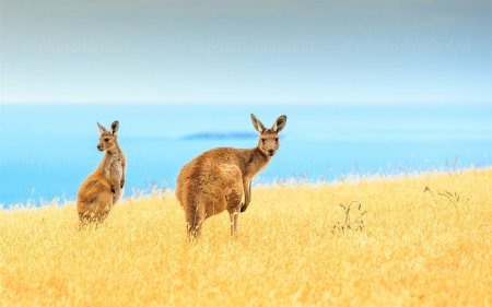 Животные австралии кенгуру