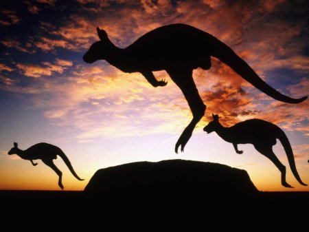 Австралия кенгуру