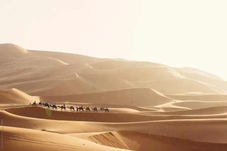 Пустыня Барханы Оазис