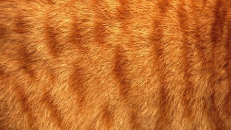 Текстура шерсти кота