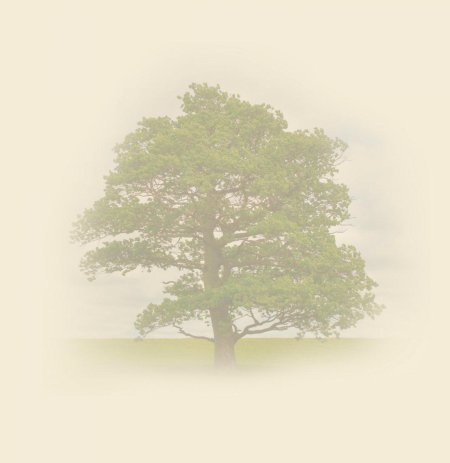 Дерево Древо