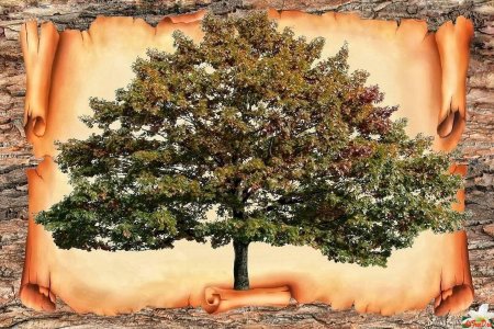 Шежере родословная