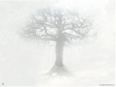 Дерево Древо