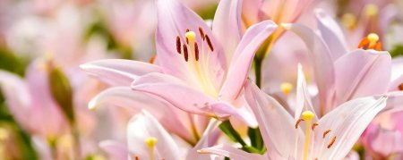 Нежно розовые лилии