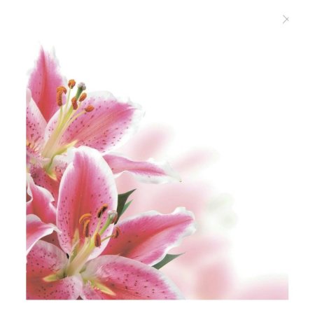 Розовые лилии на белом фоне