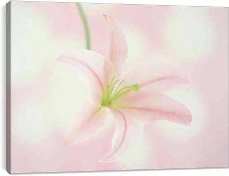 Нежные лилии