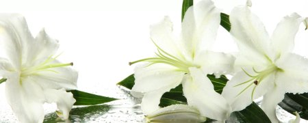Лилия белая