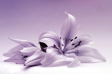 Сиреневые лилии