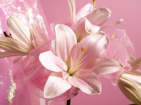 Лилии розовые