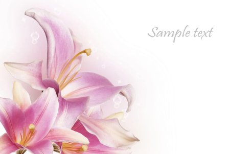 Розовые лилии