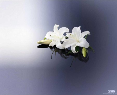 Лилия белая