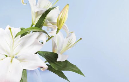 Бутон лилии