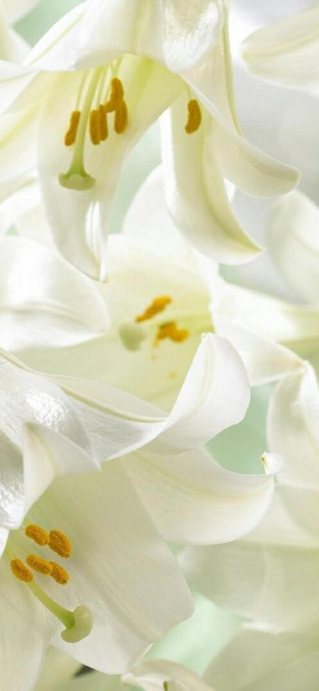 Белые цветки