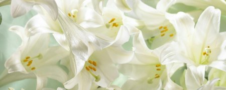Лилии белые