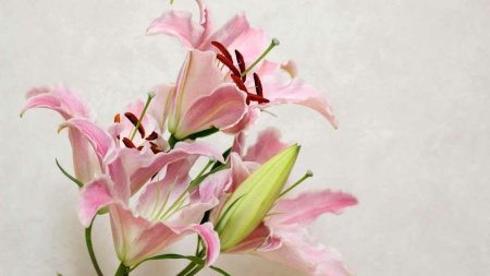 Лилия цветок