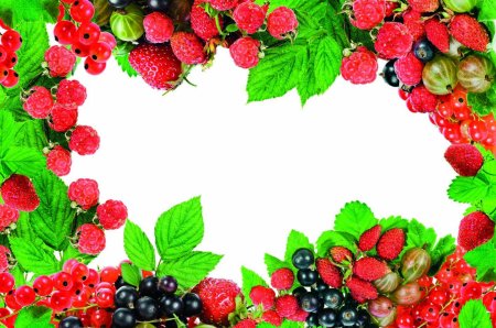 Ягода ежевика