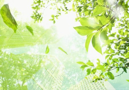 Зеленый фон