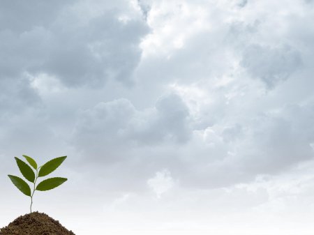 Экология Минимализм