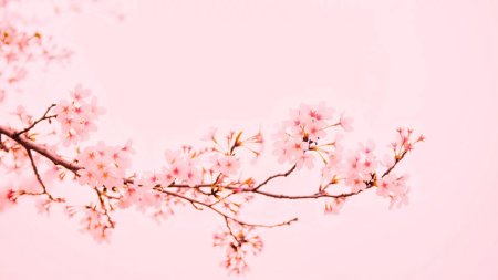 Сакура черри блоссом