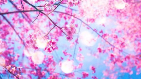 Черри блоссом аниме 1920