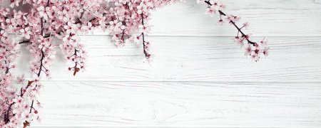 Фон с сакурой