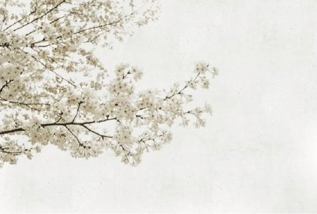 Ветка Сакуры на белом фоне